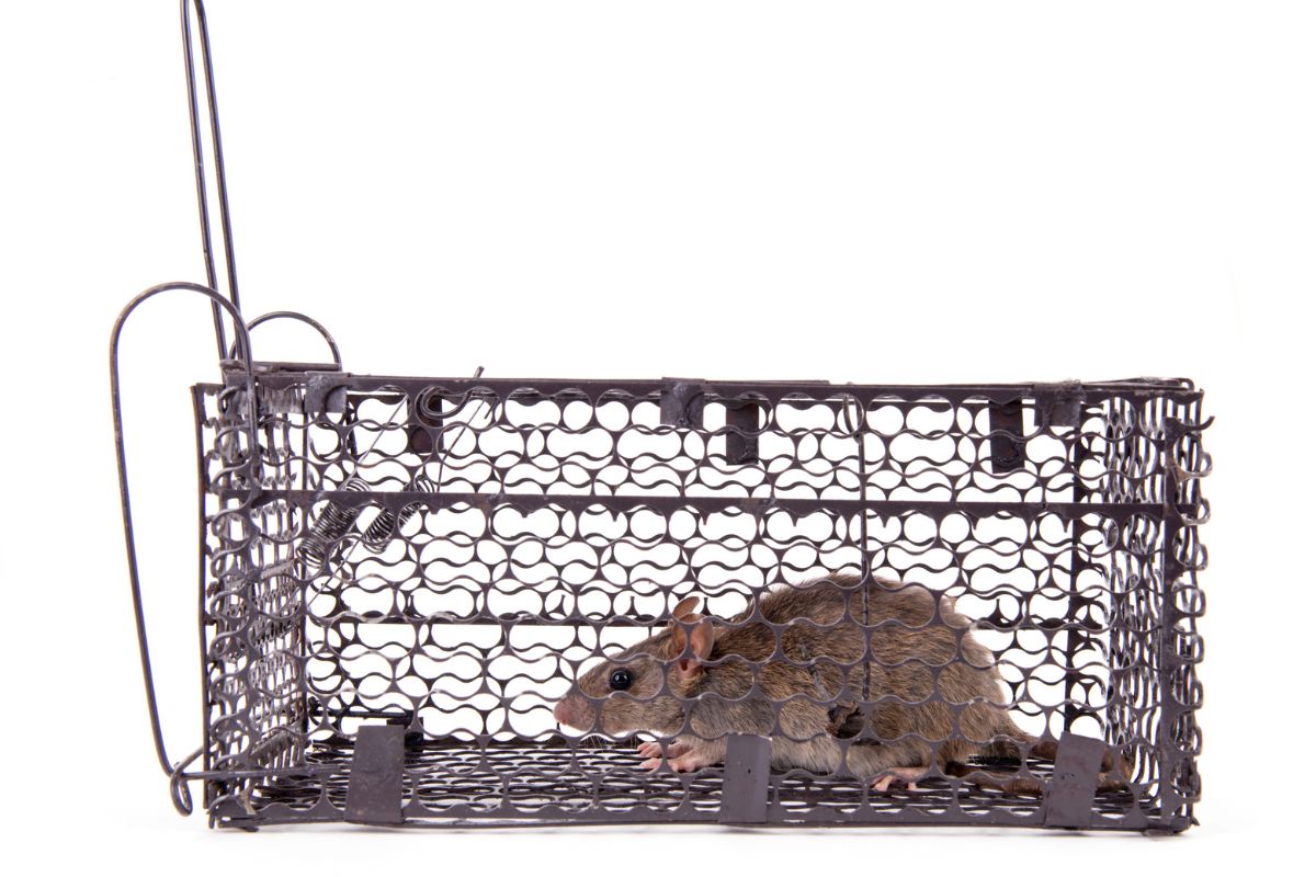 7 Useful Tips For Rat Exterminator 1 Rat Exterminator
