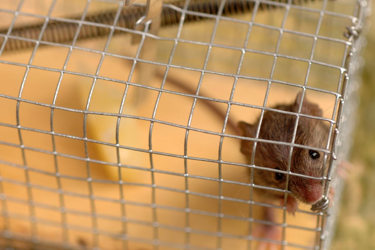 7 Useful Tips For Rat Exterminator 3 Rat Exterminator