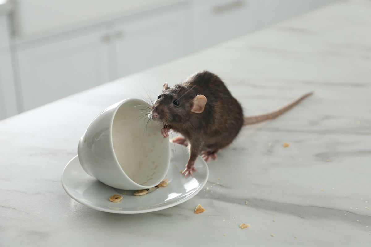 Rat Exterminator Cost