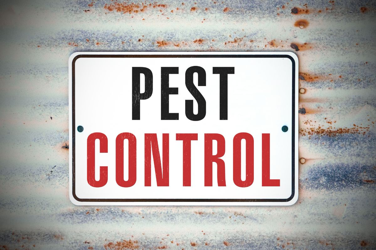 How Much Does a Rat Exterminator Cost? Prices, Cost Factors and Fair Quotes 1 rat exterminator